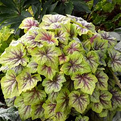 Heucherella 'Fire Frost'