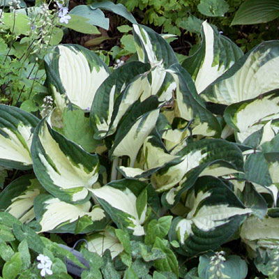 Hosta 'Fire and Ice'