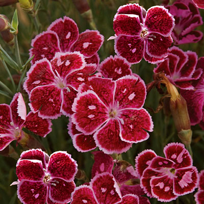 Dianthus x 'Fire and Ice'