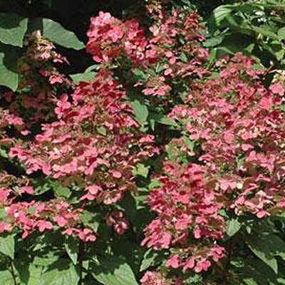 Hydrangea p. 'Fire & Ice'