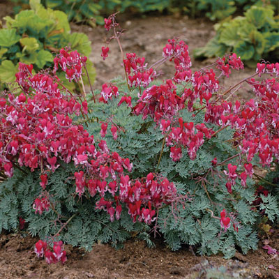 Dicentra x 'Fire Island'
