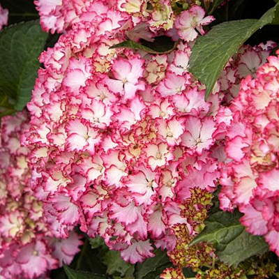 Hydrangea m. 'Fire Island'