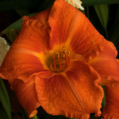 Hemerocallis 'Fire King'
