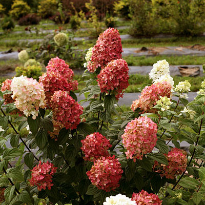 Hydrangea p. 'Fire Light'