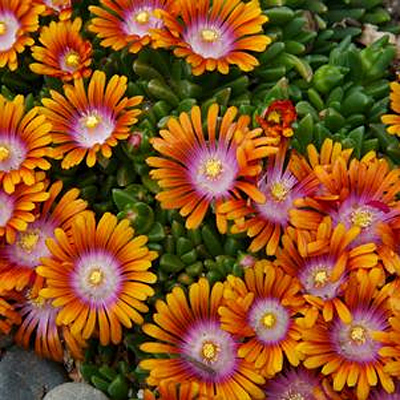 Delosperma x 'Fire Spinner'