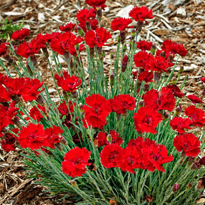 Dianthus x 'Fire Star'
