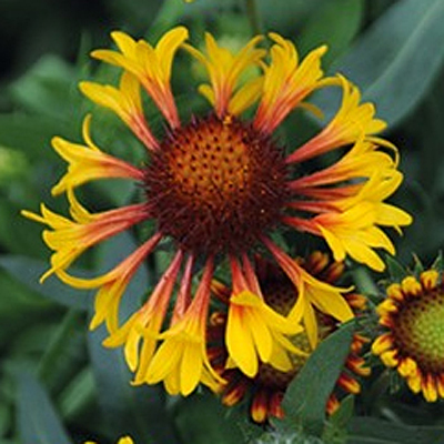 Gaillardia a. 'Fire Wheels'