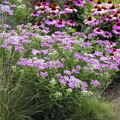 Achillea x 'Firefly Amethyst'