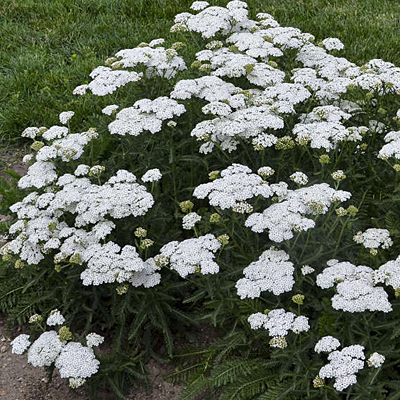 Achillea x 'Firefly Diamond'