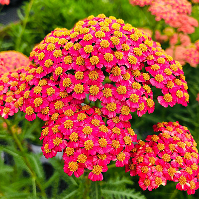 Achillea x 'Firefly Peach Sky'