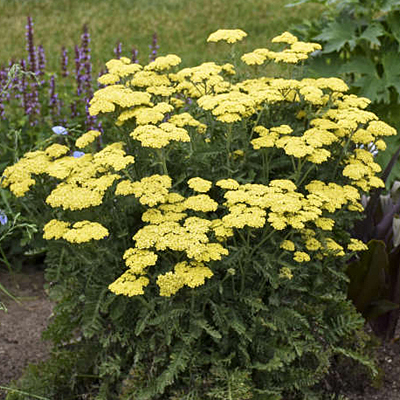 Achillea x 'Firefly Sunshine'