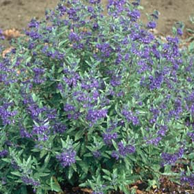 Caryopteris x c. 'First Choice'