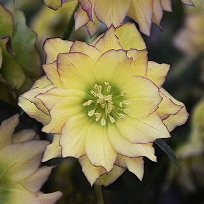 Helleborus x 'First Dance'