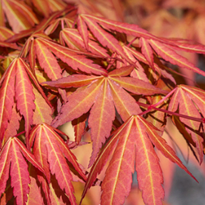 Acer x pseudo. 'First Flame'
