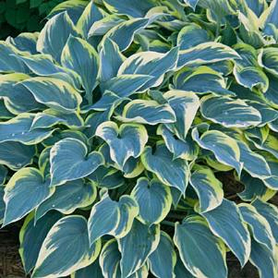 Hosta 'First Frost'
