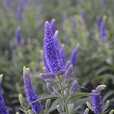 Veronica l. 'First Glory'