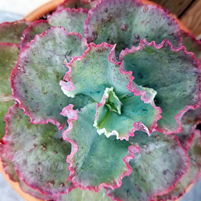 Echeveria 'First Lady'