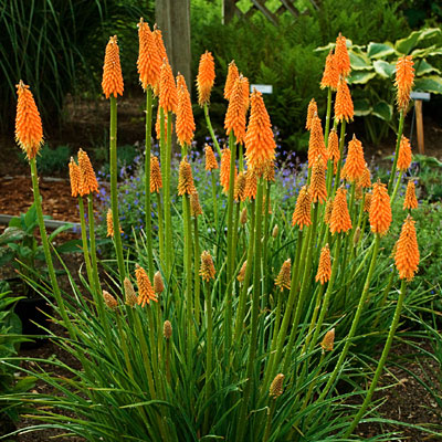Kniphofia x 'First Sunrise'