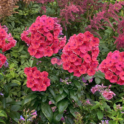 Phlox p. 'Flame Coral'