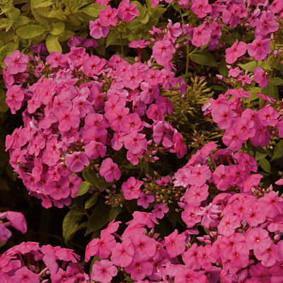 Phlox p. 'Flame Pink'