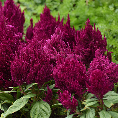 Celosia 'First Flame Purple'