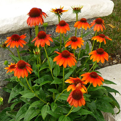 Echinacea p. 'Sombrero Flamenco Orange'