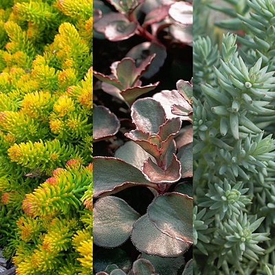 Sedum x 'Flaming Carpet'