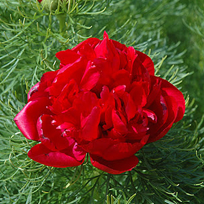 Paeonia t. 'Rubra Flora Plena'