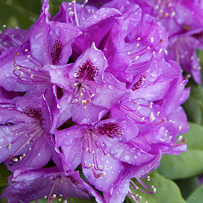 Rhododendron 'Florence Parks'