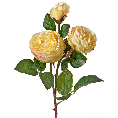 Rose & Bud Just Cut Floribunda - Blush