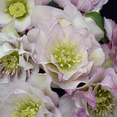 Helleborus x 'Flower Girl'