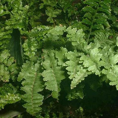 Nephrolepis exaltata 'Fluffy Ruffles'