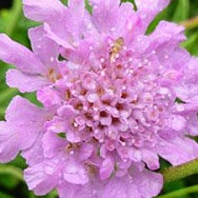 Scabiosa c. 'Flutter Rose Pink'