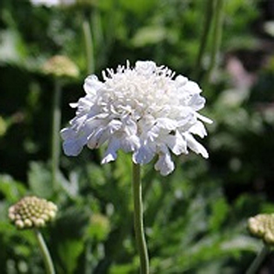 Scabiosa c. 'Flutter Pure White'