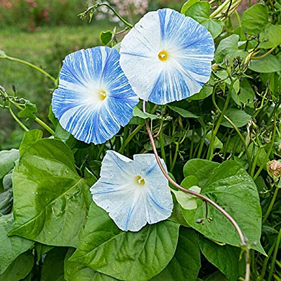 Morning Glory 'Flying Saucers'