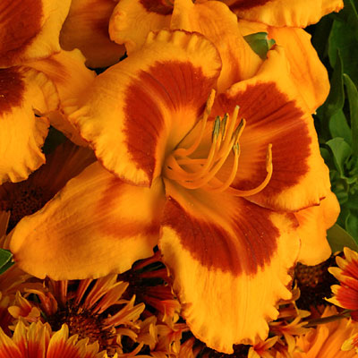 Hemerocallis 'Fooled Me'