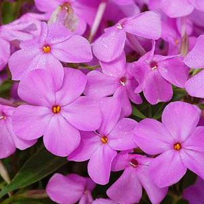 Phlox g. 'Forever Pink'