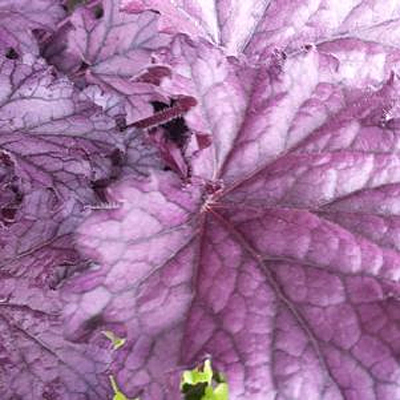 Heuchera x 'Forever Purple'