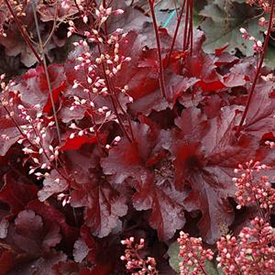Heuchera x 'Forever Red'