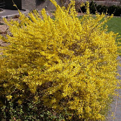 Forsythia x 'Gold Tide'
