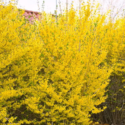 Forsythia x 'Lynwood'