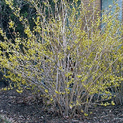 Forsythia x 'Northern Gold'