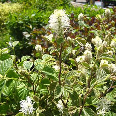 Fothergilla major