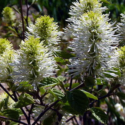 Fothergilla x inter. 'Mount Airy'