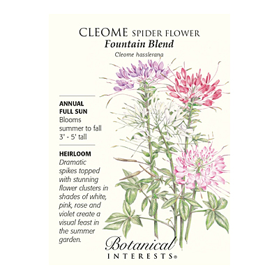 Seeds - BI Cleome Fountain Blend