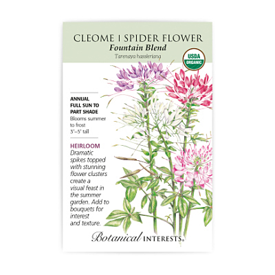Seeds - BI Cleome Fountain Blend Org