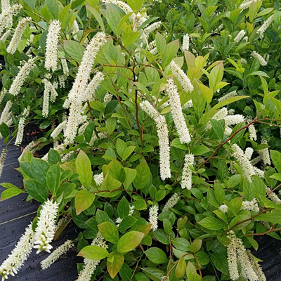 Itea
