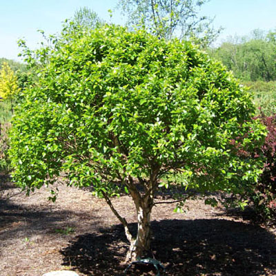 Betula n. 'Fox Valley'