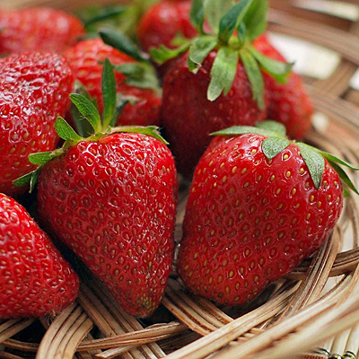 Fragaria 'Earliglow'