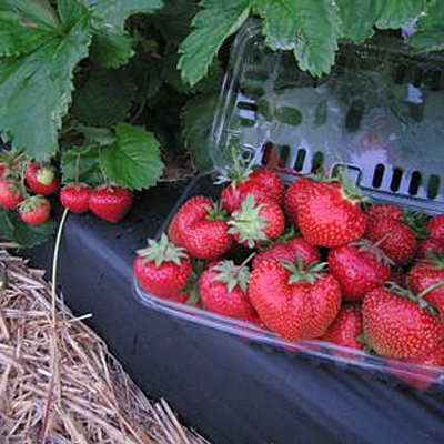 Fragaria 'Flavorfest'